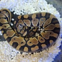 ボールパイソン（hetクラウン,VPIアザン）約300g  オス
