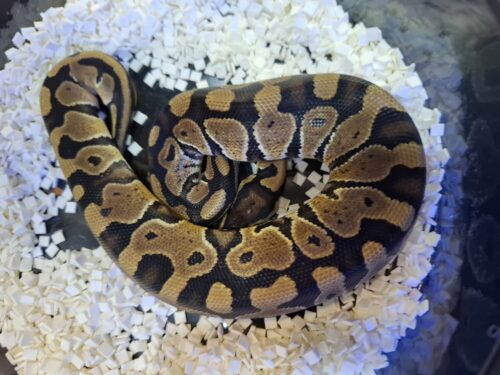 ボールパイソン（hetクラウン,VPIアザン）約300g  オス - 画像 (2)