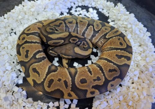 ボールパイソン（ゴースト）約220g オス - 画像 (4)