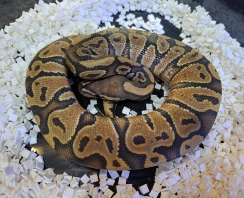 ボールパイソン（ゴースト）約220g オス - 画像 (6)