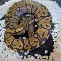 ボールパイソン（ゴースト）約220g オス