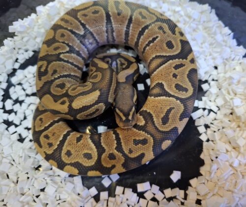 ボールパイソン（ゴースト）約220g オス - 画像 (2)