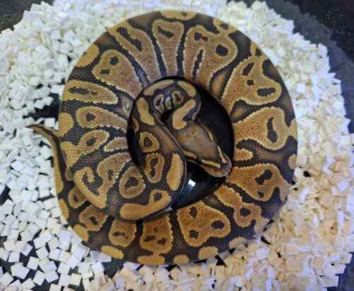 ボールパイソン（ゴースト）約220g オス - 画像 (3)