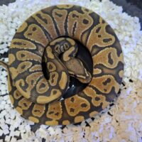ボールパイソン（ゴースト）約220g オス