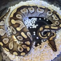 ボールパイソン（モハベpossYB 50％hetデザートゴースト）約350g メス