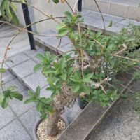 バオバブの木（現地株）発根済