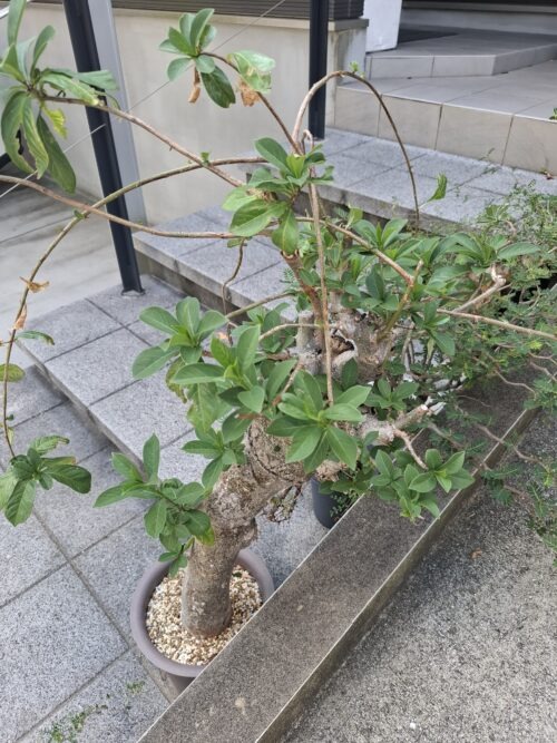 バオバブの木（現地株）発根済 - 画像 (2)