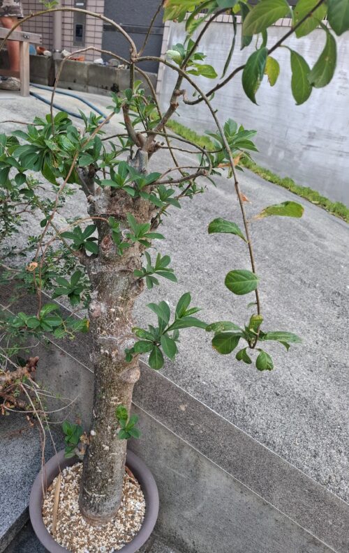 バオバブの木（現地株）発根済 - 画像 (6)