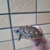 ガルフコーストハコガメ（25CB）