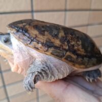 ハラガケガメ（甲長約12cm）WC メス 個体B