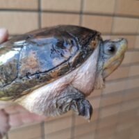ハラガケガメ（甲長約12cm）WC メス 個体B