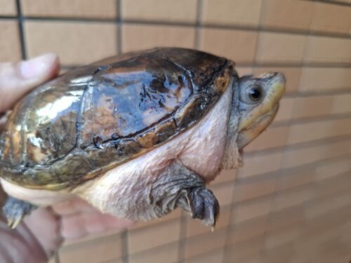 ハラガケガメ（甲長約12cm）WC メス 個体B