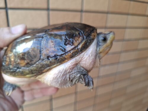 ハラガケガメ（甲長約12cm）WC メス 個体B - 画像 (4)