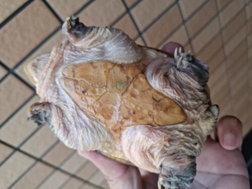 ハラガケガメ（甲長約12cm）WC メス 個体B - 画像 (5)