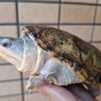 ハラガケガメ（甲長約12cm）WC メス 個体A