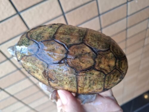 ハラガケガメ（甲長約12cm）WC メス 個体A - 画像 (9)
