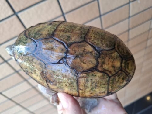 ハラガケガメ（甲長約12cm）WC メス 個体A - 画像 (3)