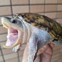 ハラガケガメ（甲長約12cm）WC メス 個体A
