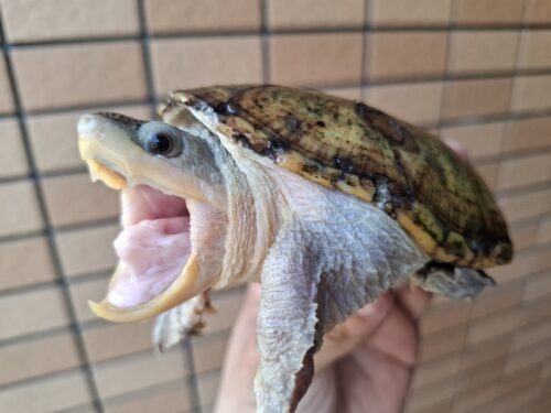 ハラガケガメ（甲長約12cm）WC メス 個体A