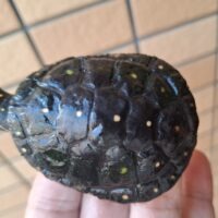 キボシイシガメ（甲長約6,5cm）メス