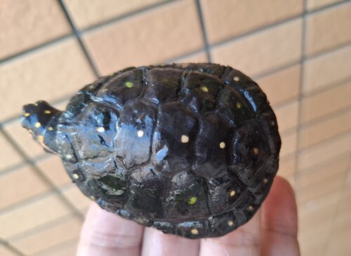 キボシイシガメ（甲長約6,5cm）メス