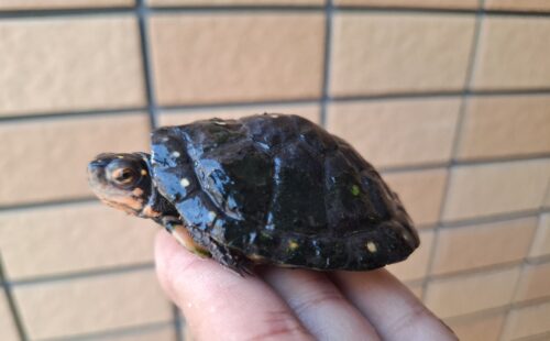 キボシイシガメ（甲長約6,5cm）メス - 画像 (7)