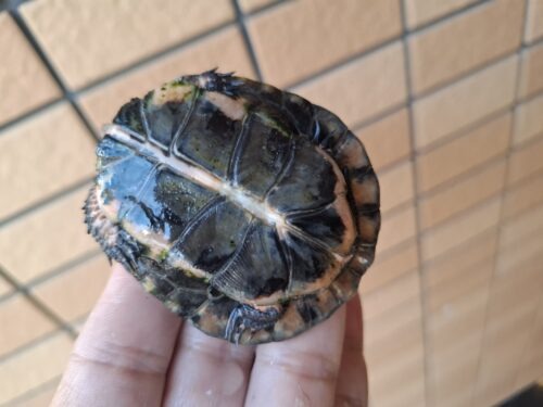 キボシイシガメ（甲長約6,5cm）メス - 画像 (8)