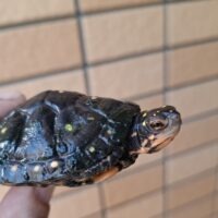 キボシイシガメ（甲長約6,5cm）メス