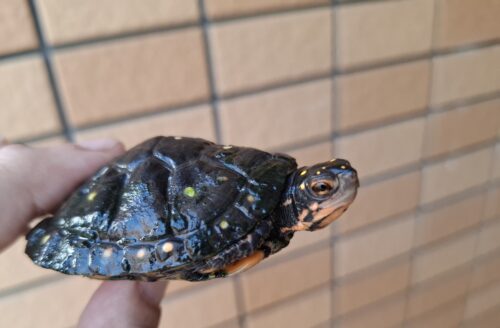 キボシイシガメ（甲長約6,5cm）メス - 画像 (2)