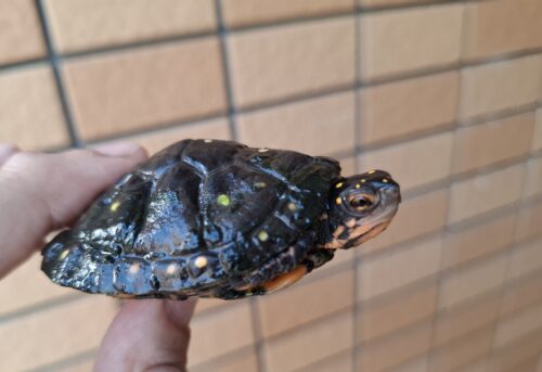 キボシイシガメ（甲長約6,5cm）メス - 画像 (3)