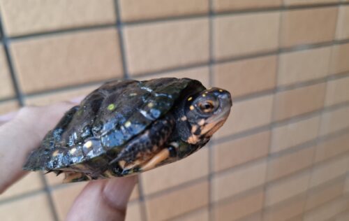 キボシイシガメ（甲長約6,5cm）メス - 画像 (5)