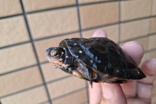 キボシイシガメ（甲長約6,5cm）メス - 画像 (6)