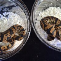 ボールパイソン（コンフュージョンhetクラウン）25CB オス