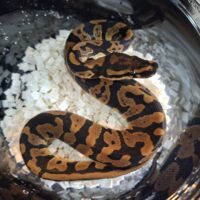 ボールパイソン（コンフュージョンhetクラウン）25CB オス