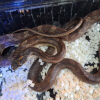 ブラックラットスネーク（ラスティhetアルビノ,リコリス）約60cm メス