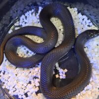 メキシカンブラックキングスネーク（ジェットブラック）約90cm メス