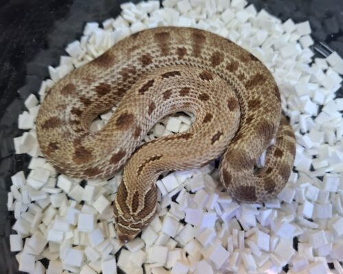セイブシシバナヘビ（アークティックコンダ50％hetアザン,アルビノ）ヤングサイズ  メス - 画像 (3)