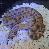 セイブシシバナヘビ（アークティックコンダ50％hetアザン,アルビノ）ヤングサイズ  メス