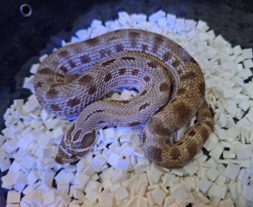 セイブシシバナヘビ（アークティックコンダ50％hetアザン,アルビノ）ヤングサイズ  メス - 画像 (2)