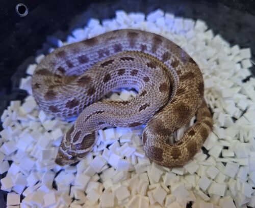 セイブシシバナヘビ（アークティックコンダ50％hetアザン,アルビノ）ヤングサイズ  メス - 画像 (5)