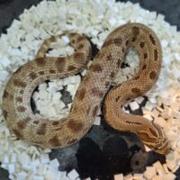 セイブシシバナヘビ（アークティックコンダ50％hetアザン,アルビノ）ヤングサイズ  メス