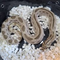 セイブシシバナヘビ（アークティックコンダ）ヤングアダルト  オス