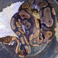 ボールパイソン（イエローベリー）約900g オス