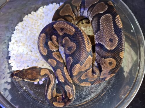 ボールパイソン（イエローベリー）約900g オス