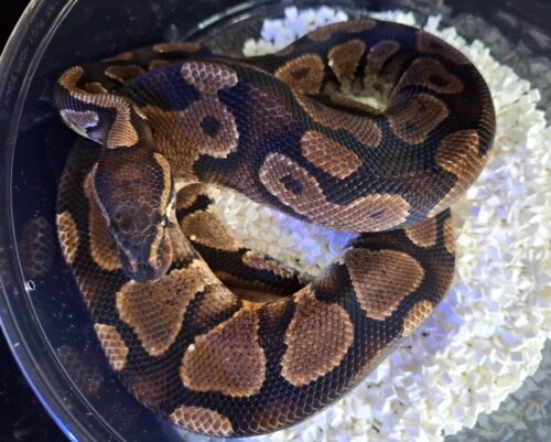 ボールパイソン（イエローベリー）約900g オス - 画像 (2)