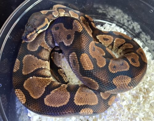 ボールパイソン（イエローベリー）約900g オス - 画像 (3)