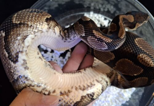 ボールパイソン（イエローベリー）約900g オス - 画像 (4)