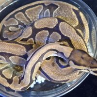 ボールパイソン（エンチhetパイ）約2kg メス