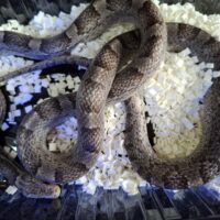 コーンスネーク（グラナイトhetアメラニ）約100cm メス