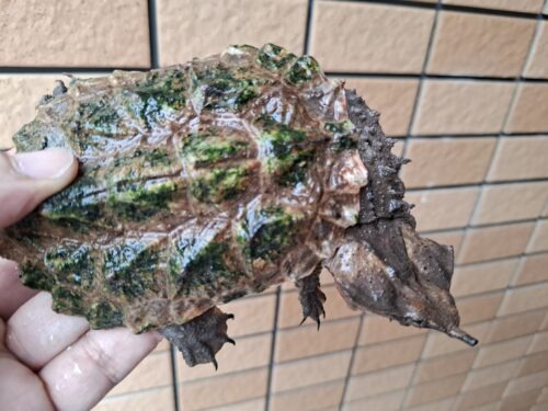 マタマタ（アマゾン）甲長約11cm - 画像 (3)